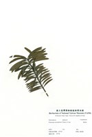 藏品(羅漢松)的圖片